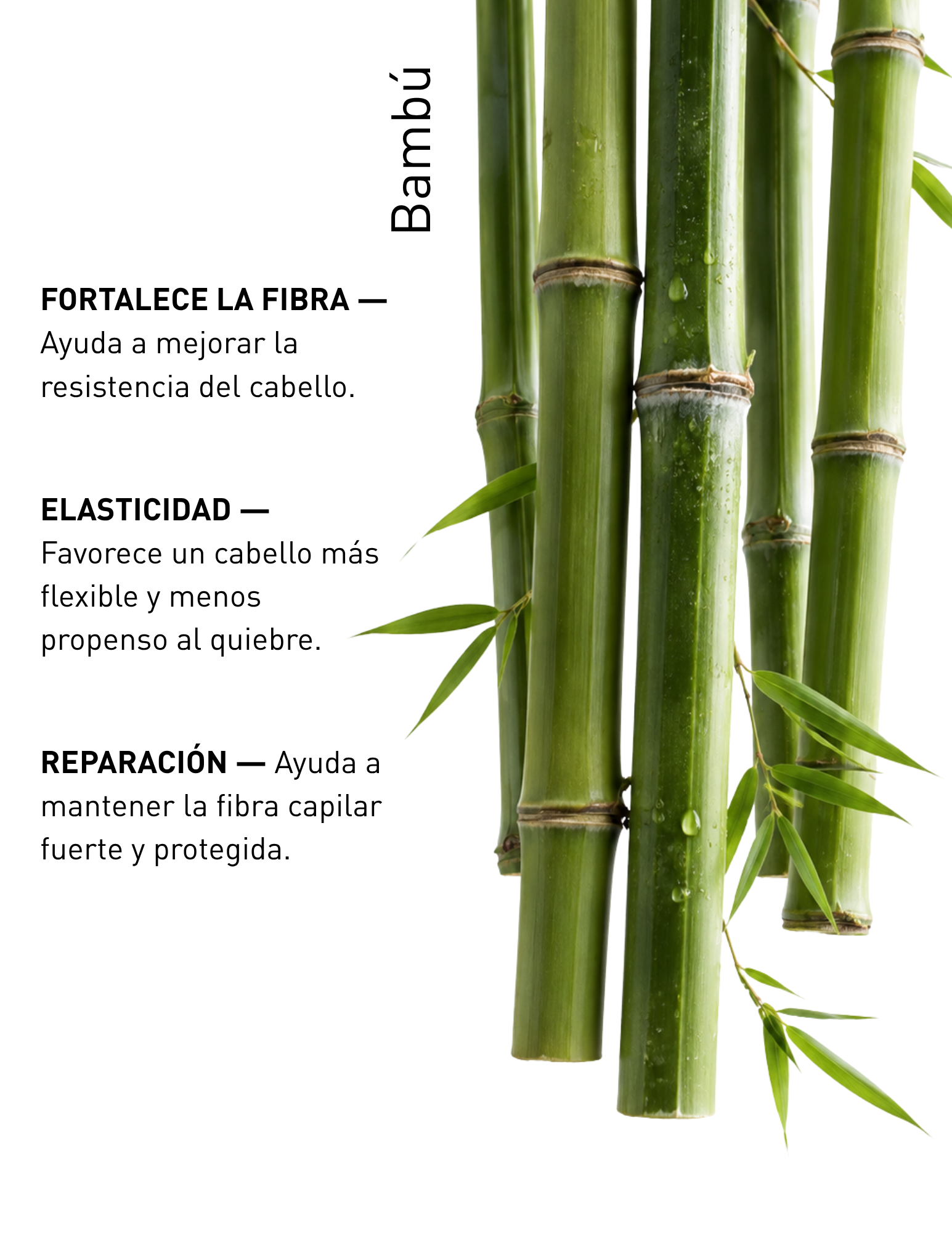 BAMBU
