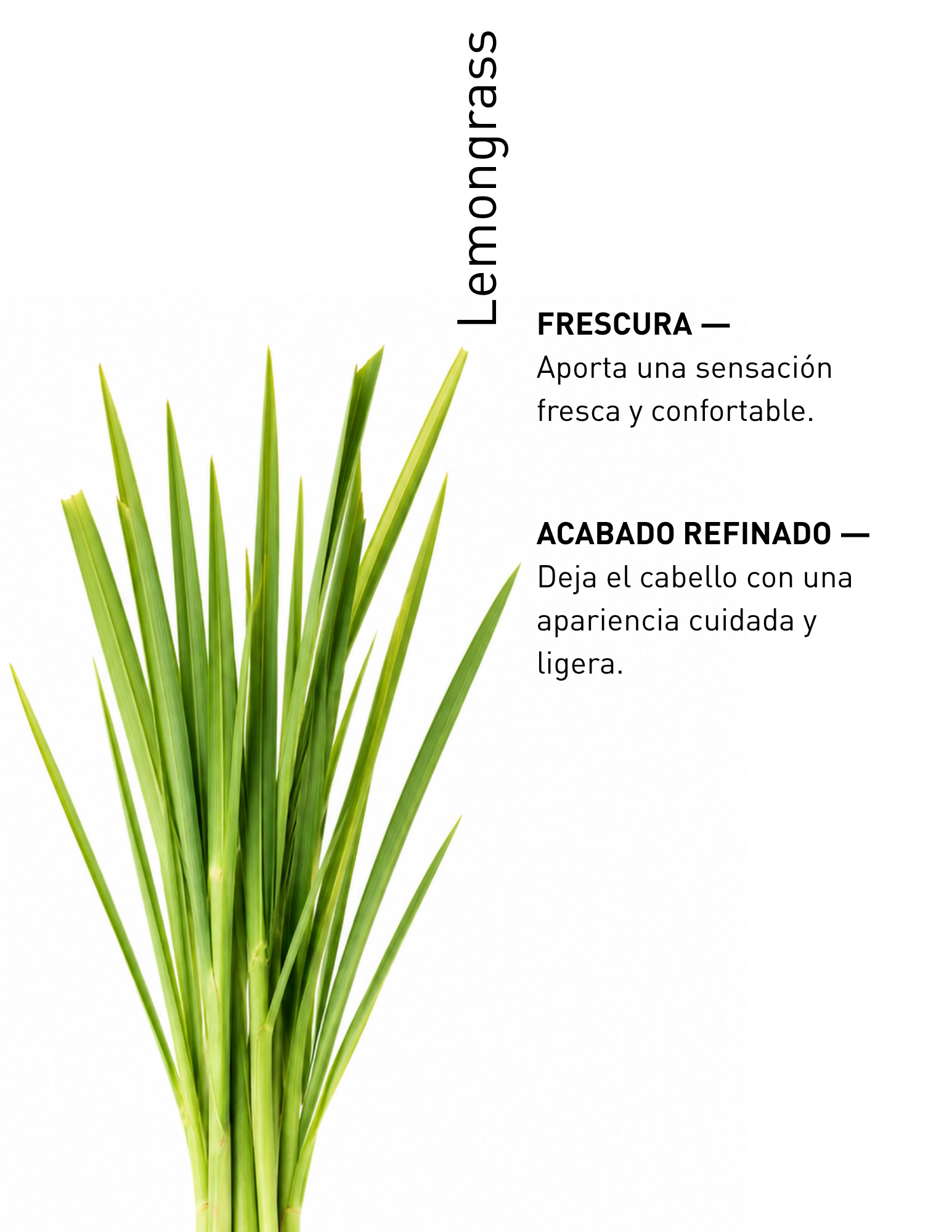 LEMONGRASS 2