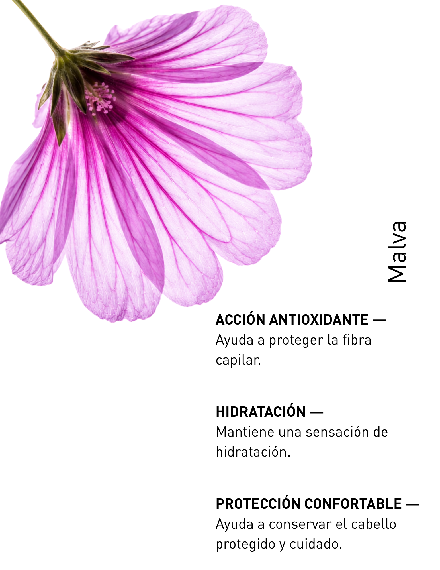 MALVA